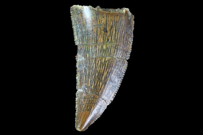 Raptor Tooth - Real Dinosaur Tooth #90010